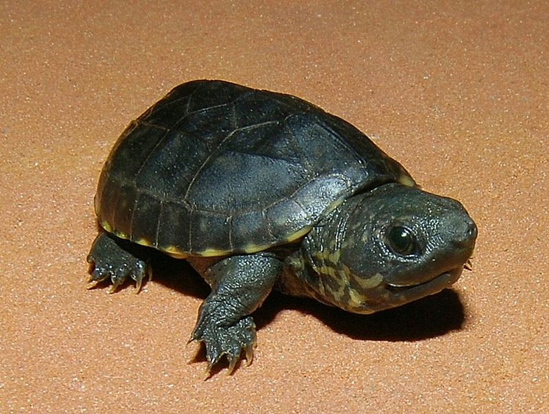 The Tiny Terror: Common Musk Turtle