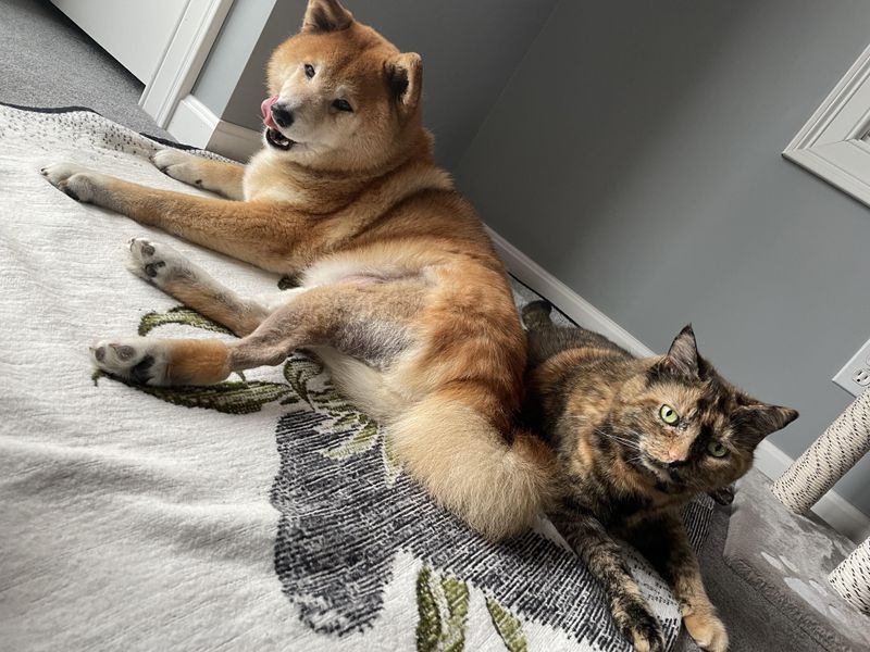 Cat-Like Personality