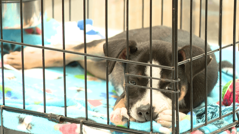 The Shy And Reserved Pup