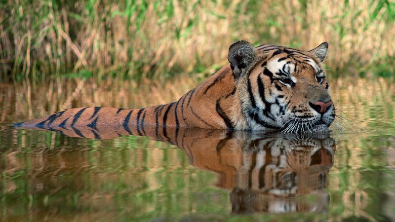 Tigers Are Excellent Swimmers Who Enjoy Water