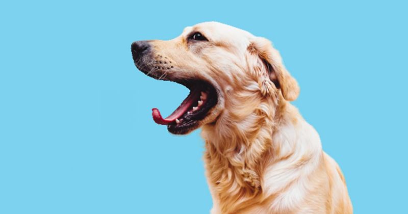 Excessive Yawning Or Lip Licking
