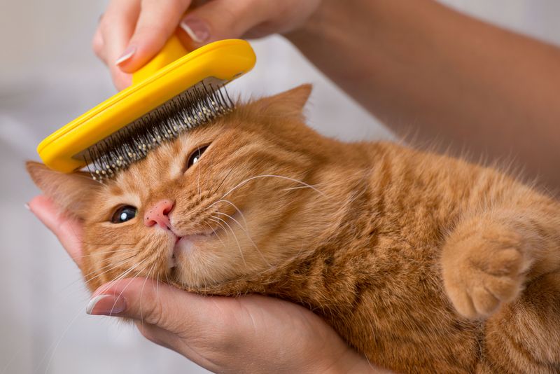 Brushing Their Territory