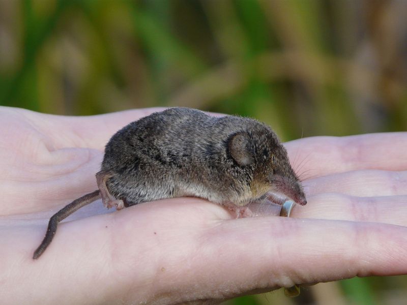 What We Know About The Elusive California Mammal's Behavior And Habitat