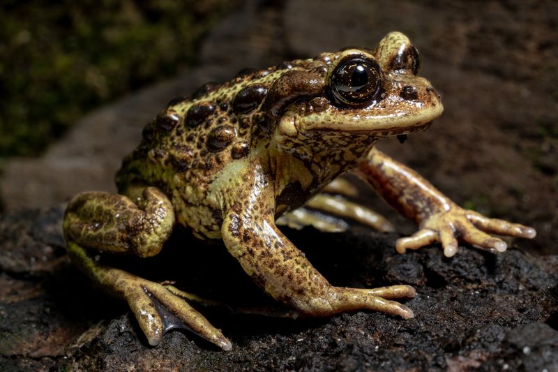 How The Rediscovery Could Help Preserve Other Endangered Species