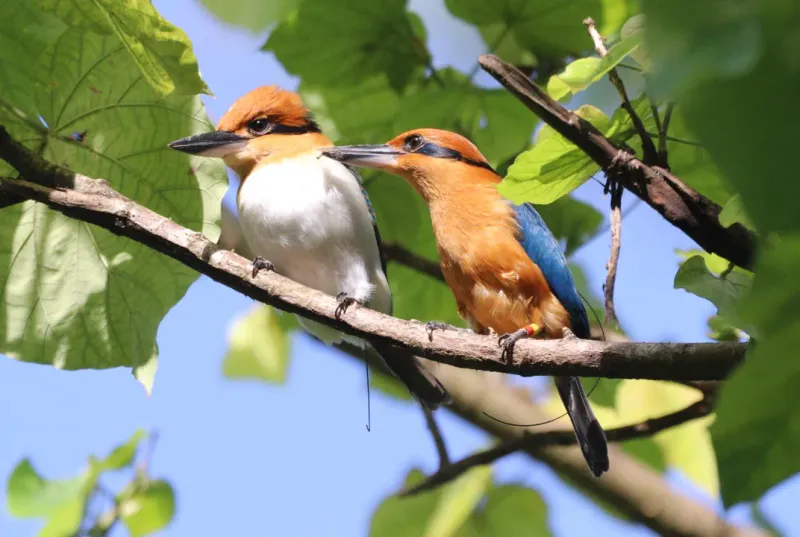 Conservation Efforts: The Battle To Save The Guam Kingfisher