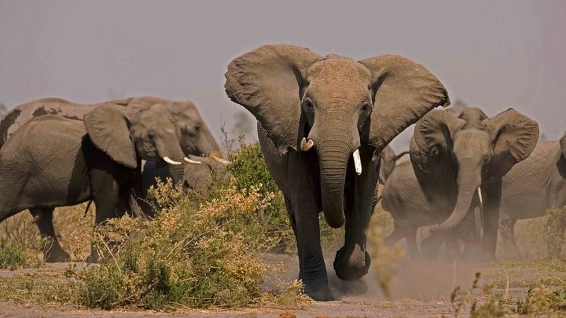 When Elephants Charge: What It Really Means