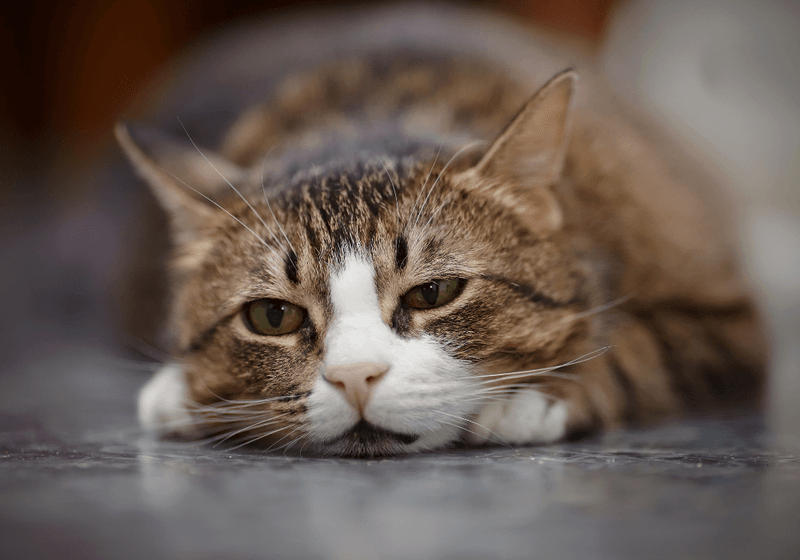 Feline Body Language