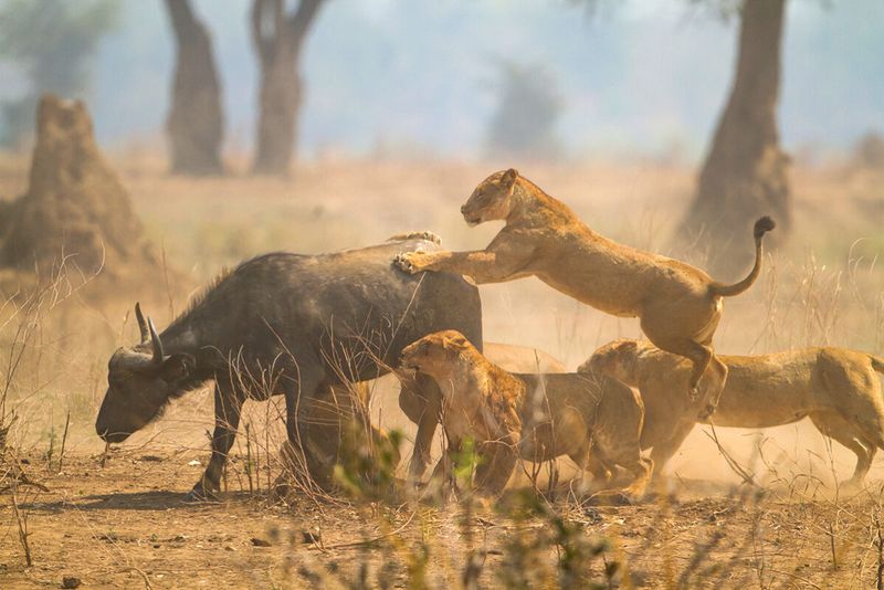 Synchronized Group Hunting