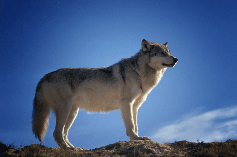 The Size Of Wolves
