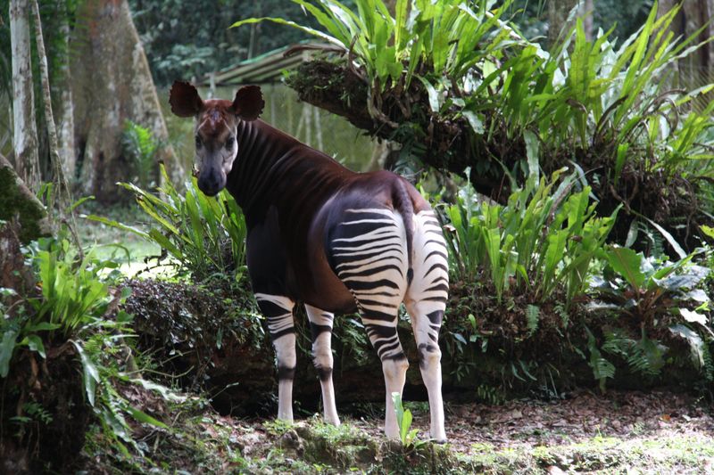 The Forest Giraffe Nobody Knows