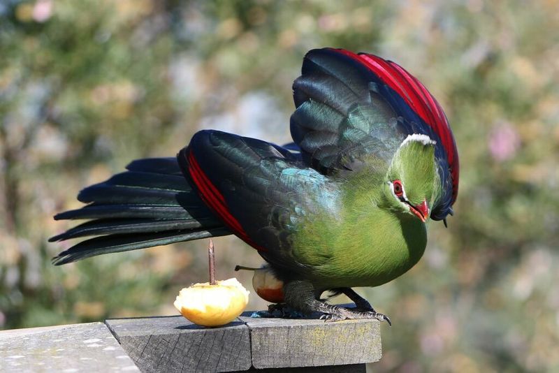 The Rainbow Bird That Can't Fly