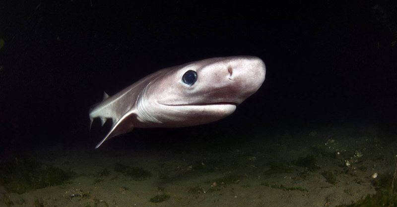 Mysterious Sixgill Sharks