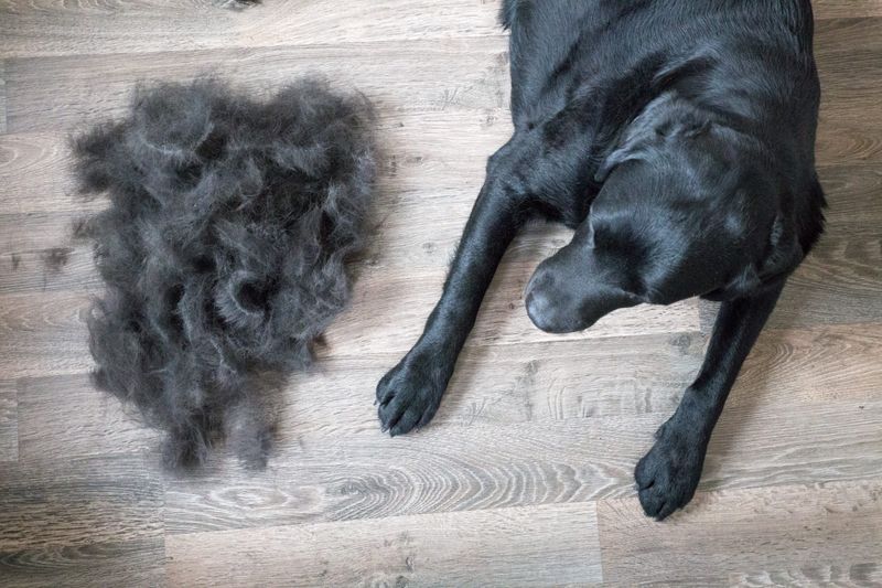 The Shedding Saga