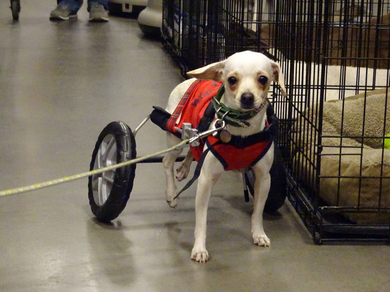 The Special Needs Canine