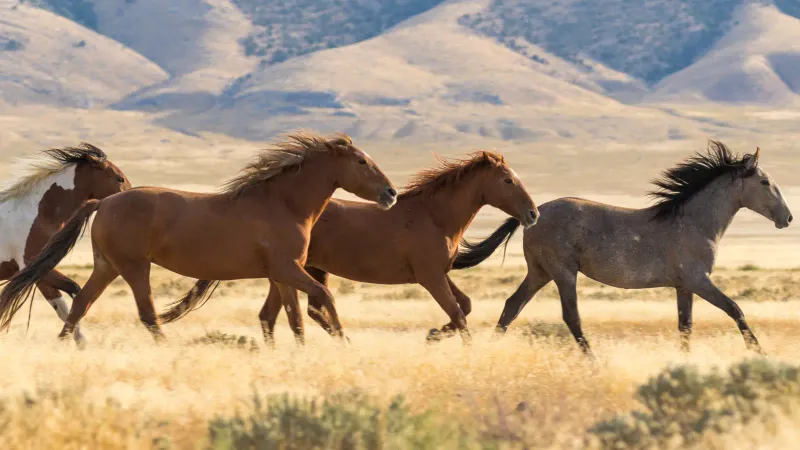 The Unpredictable Mustang: Wild Origins, Wild Hearts