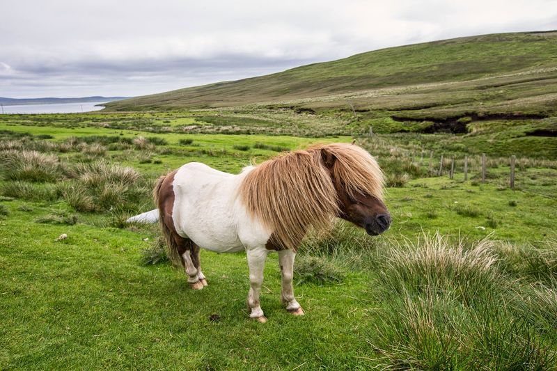 The Miniature Marvel: Shetland Pony