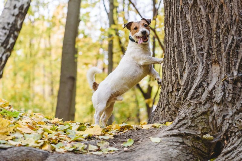 The Seasonal Squirrel Chase