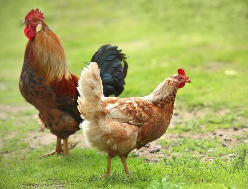Feather Finery: Plumage Differences