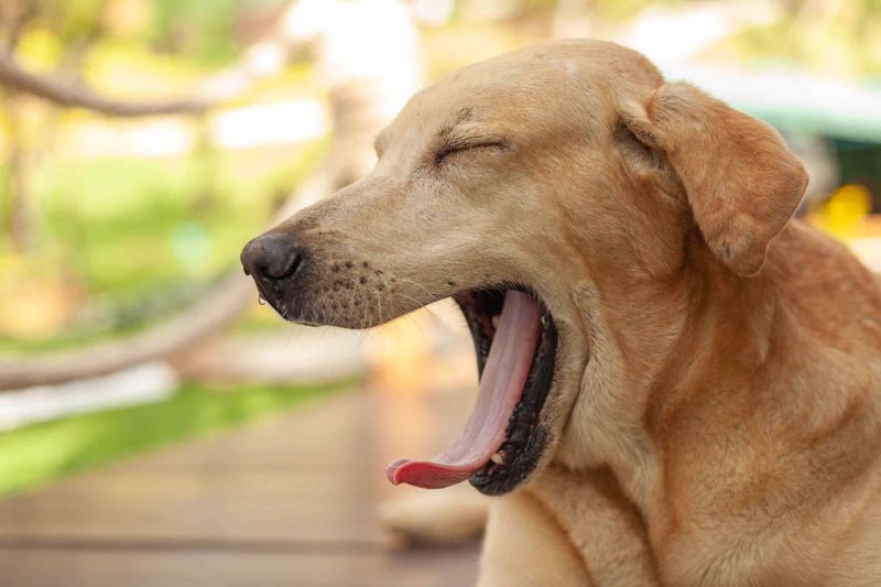 The Lip Lick And Yawn Combo