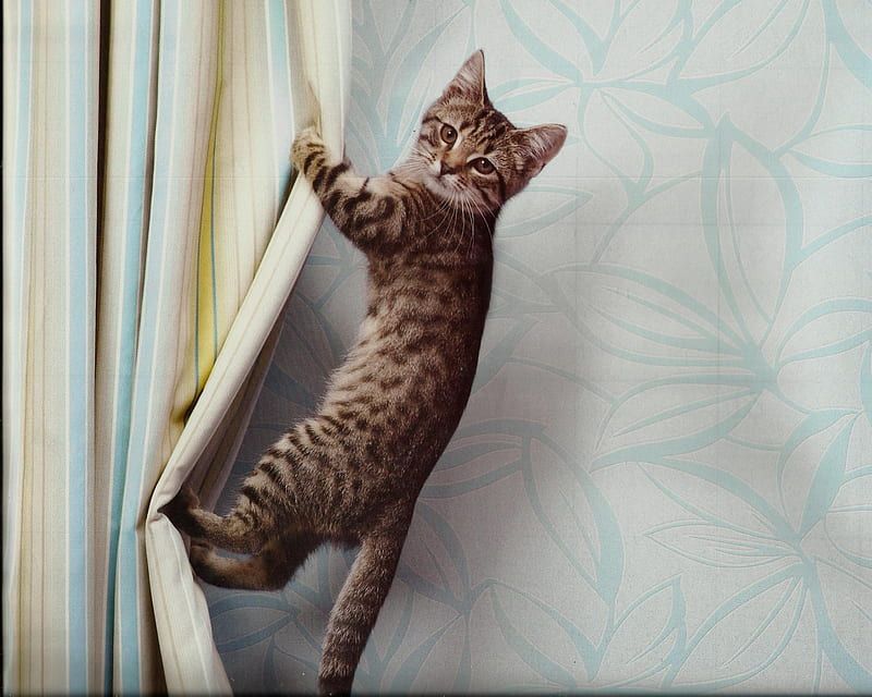 The Curtain Climber