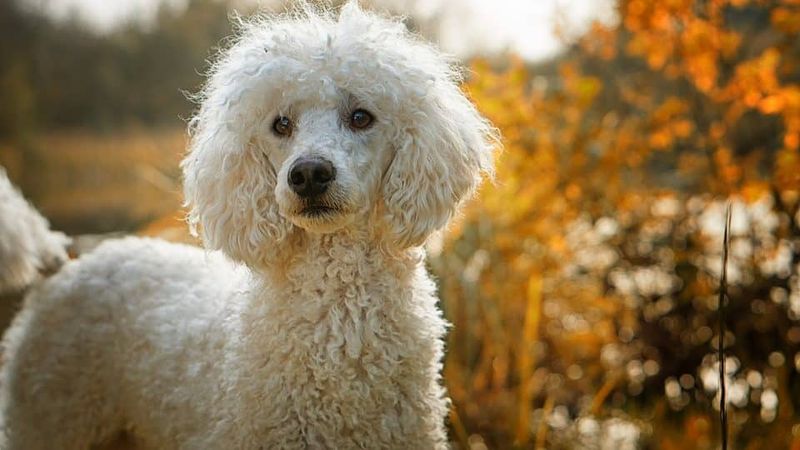 Dignified Patience Personified