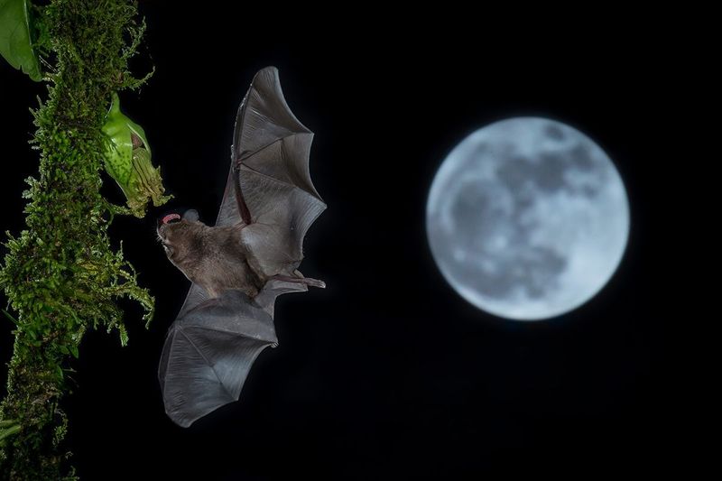 Unexpected Night-Time Encounter