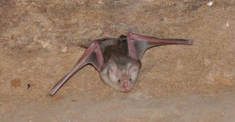 The Story Behind The Discovery Of A Massive Bat Near Oregon’s Coast