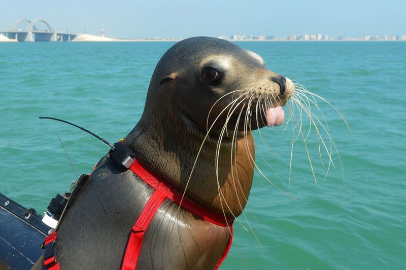 The U.S. Navy's Bomb-Sniffing Sea Lions