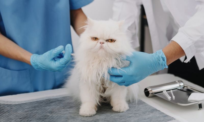 Diagnosing The Tricky Virus