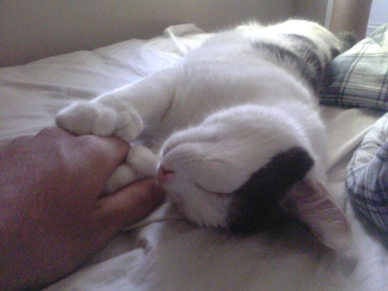 The Midnight Paw Touch