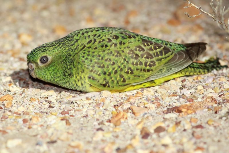 What Makes The 'Ghost' Bird So Elusive And Hard To Find?