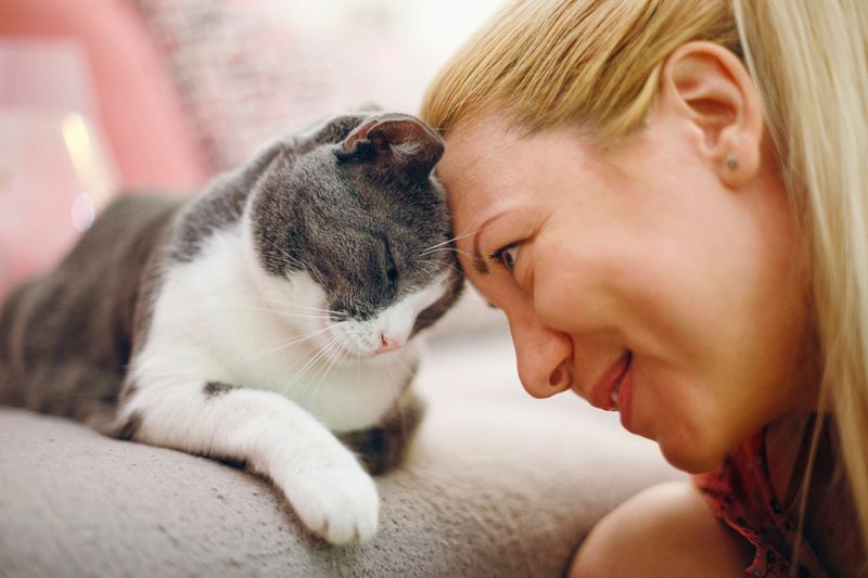 Cats Choose Their Favorite People