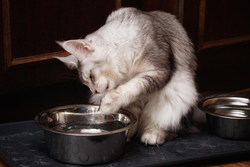 Water Bowl Wrestling