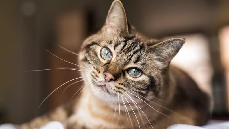 Winter Whisker Grow