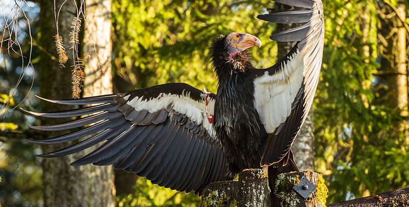 The California Condor: Back From Zero
