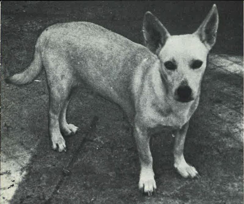 The Hawaiian Poi Dog