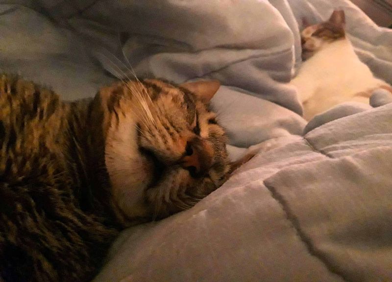 Nighttime Bed Sharing
