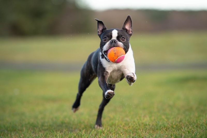 The Playful Jester