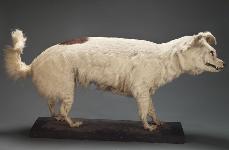 The Kuri Dog