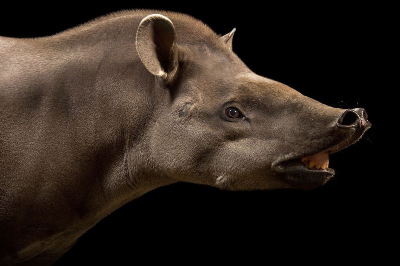 Unique Nose Features