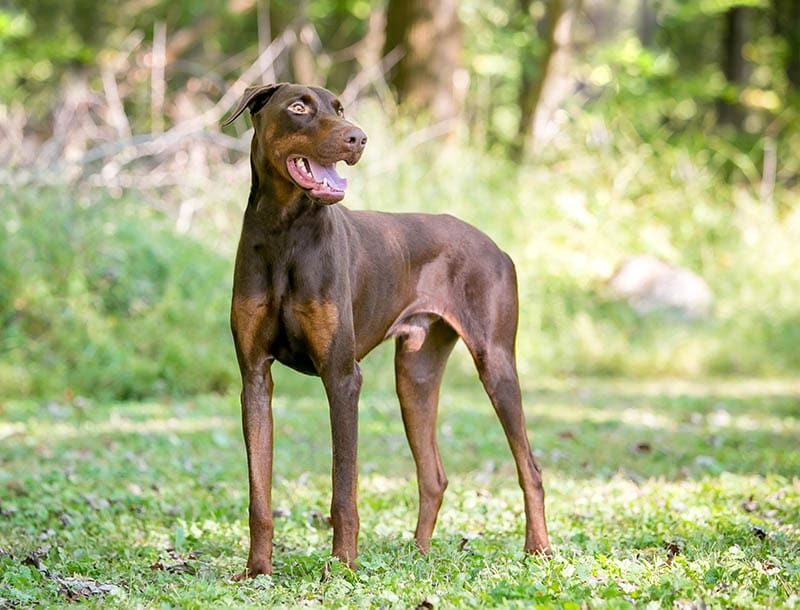 Not Just Black And Tan