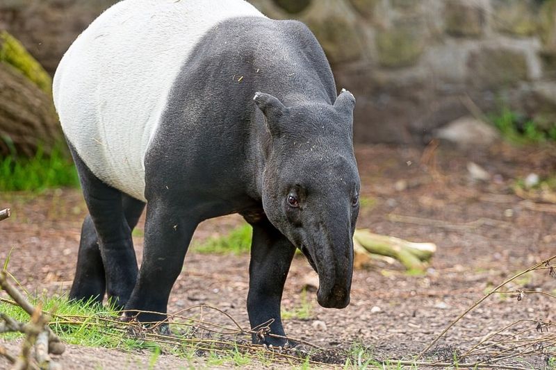 The Secretive Tapir