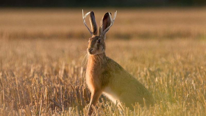 The Horned Rabbit That Fooled Everyone