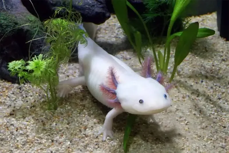 The Axolotl Of Mexico’s Canals