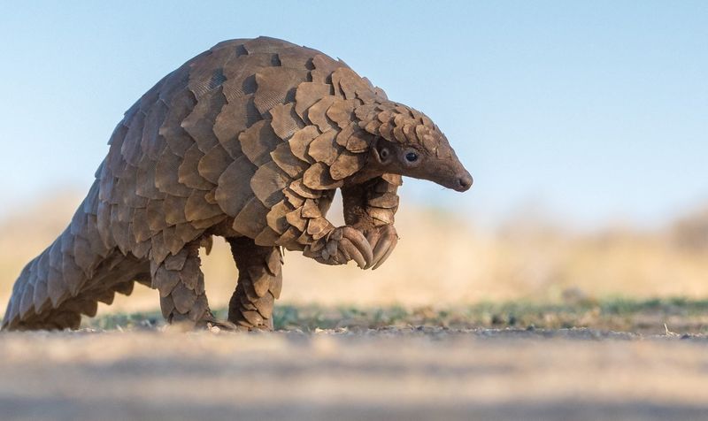 Pangolin Conservation Status
