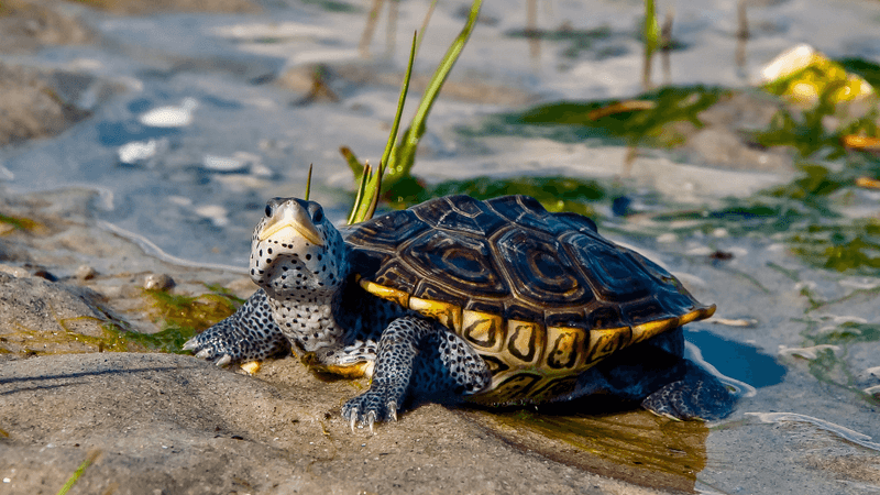The Psychedelic Swamp Dweller: Diamondback Terrapin