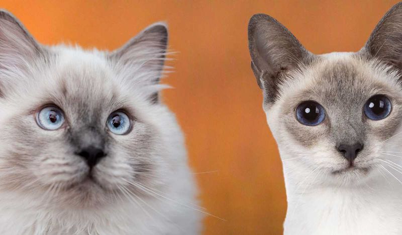 Ragdoll + Siamese = Ragamese