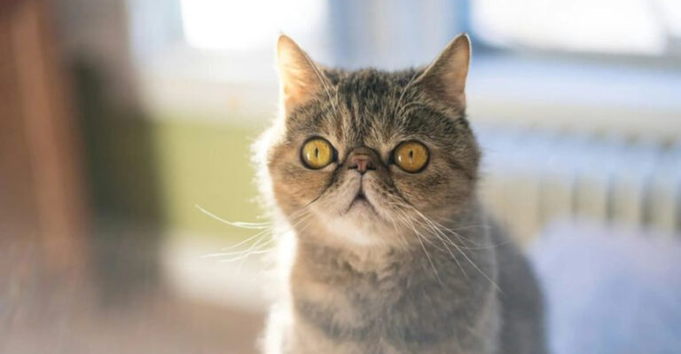 The Top 27 Mixed Cat Breeds That Steal Hearts