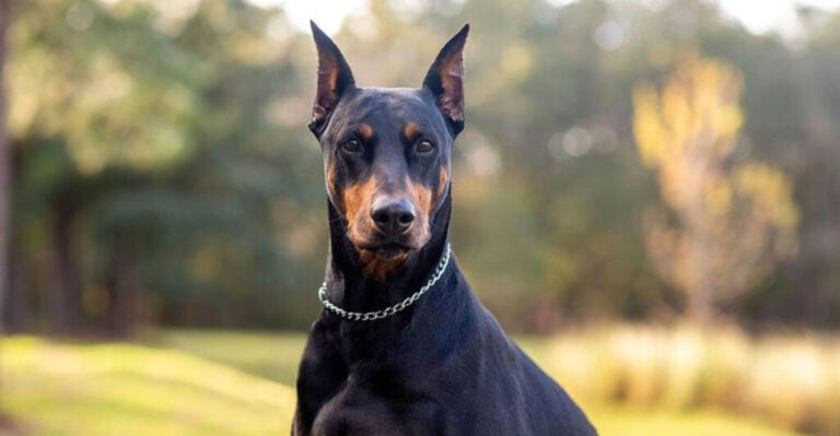 The Top Guard Dog In America Is No Longer A Doberman! Discover The Top 24 Breeds