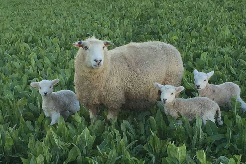 The Omega Lamb Project's Special Breed